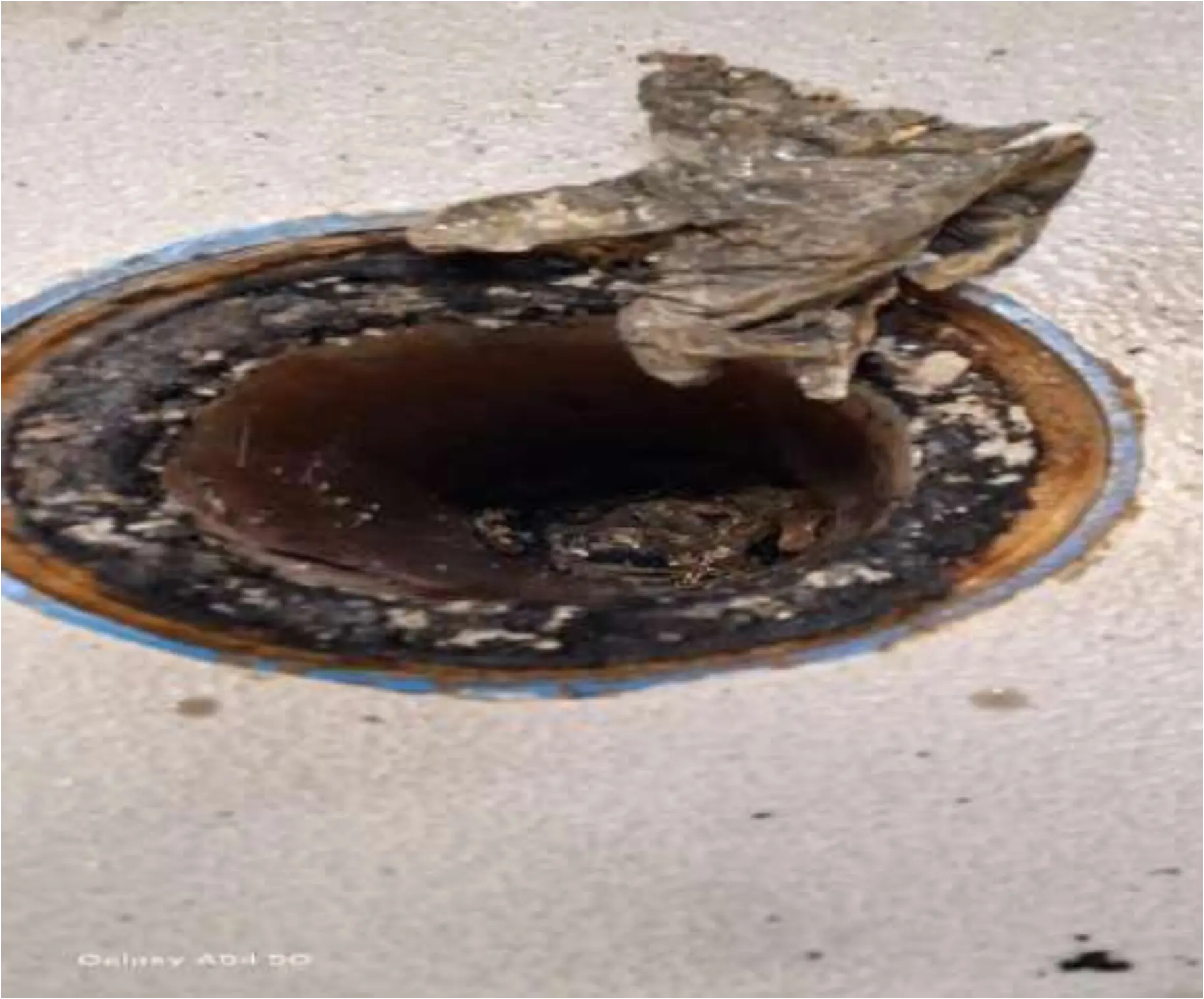 Drainage Blockage Removal
